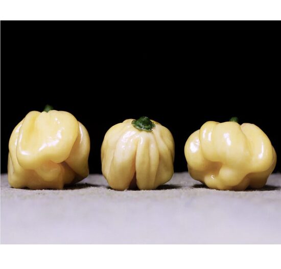 Čili paprikų daigas HABANERO WHITE (labai aitrios)
